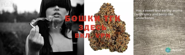 трава Аркадак